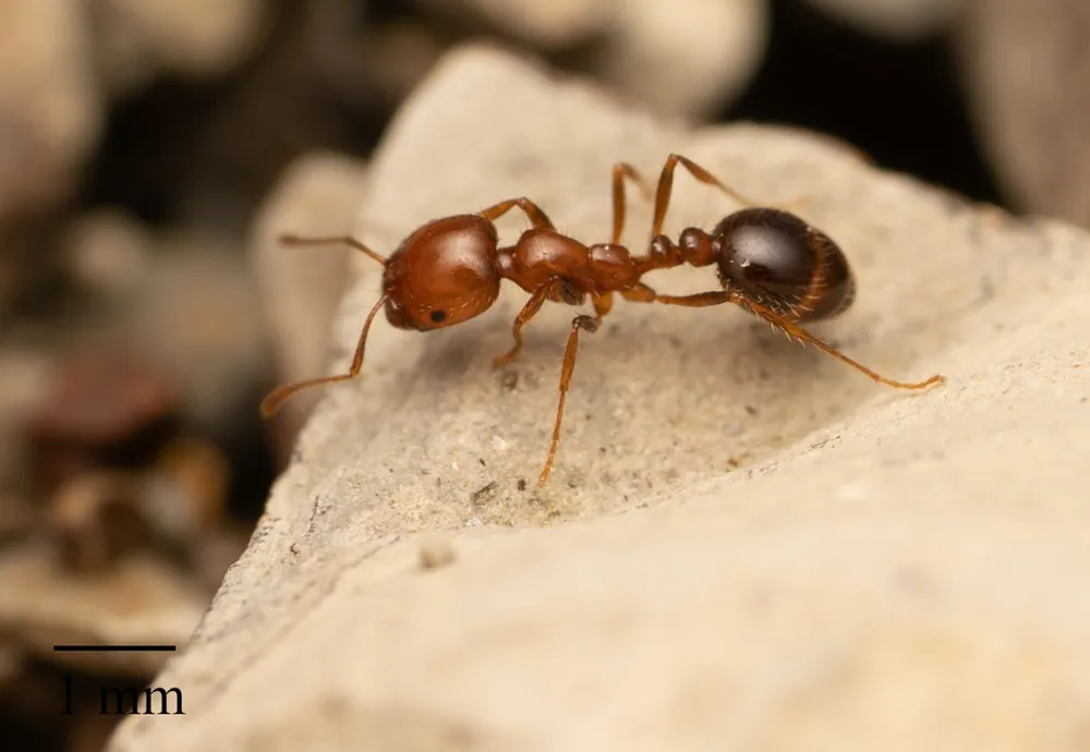 د Southern fire ant عکس