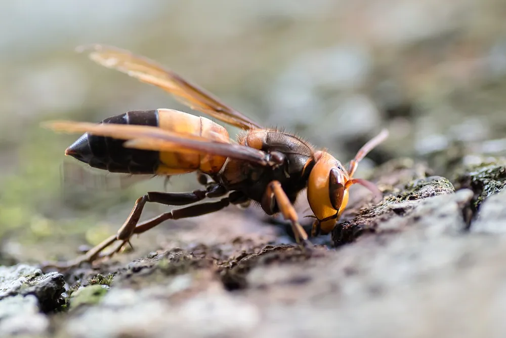 عکس Southern giant hornet