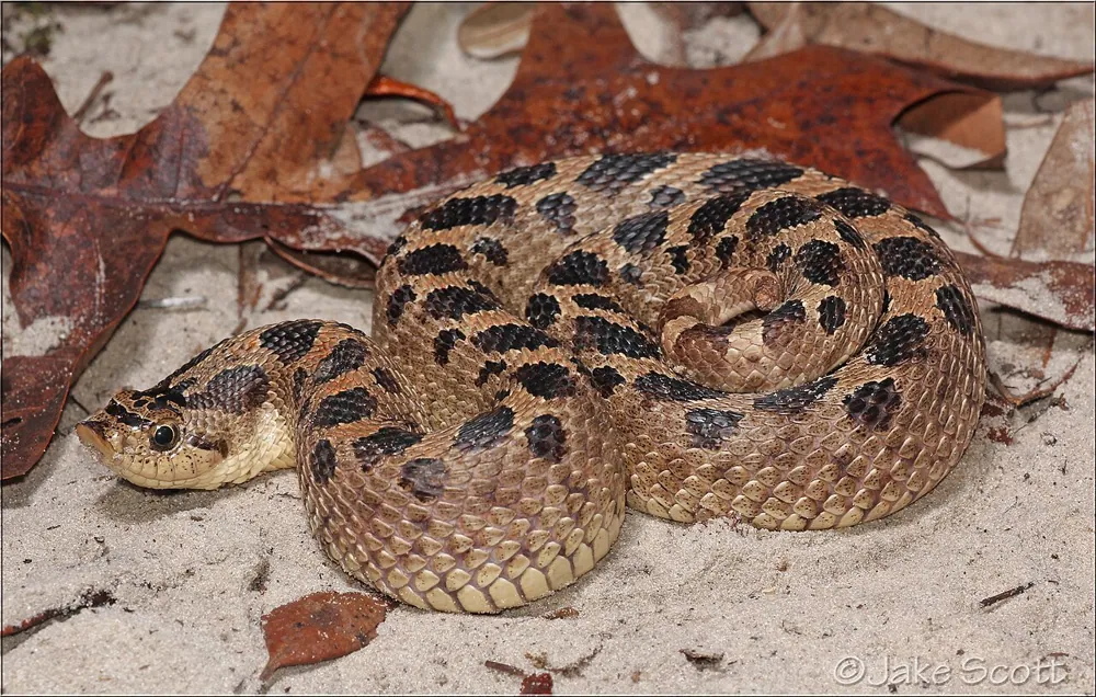 د Southern hognose snake عکس