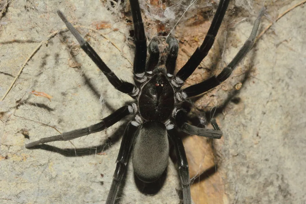 عکس Southern house spider