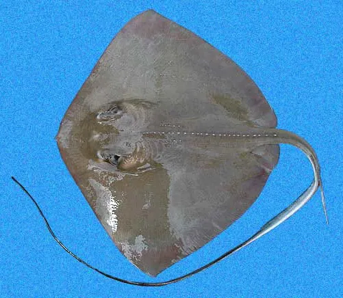 د Southern stingray عکس