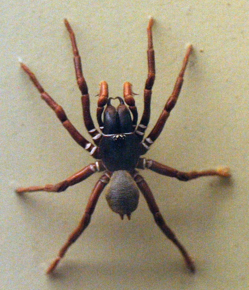 عکس Southern Sydney funnel-web spider