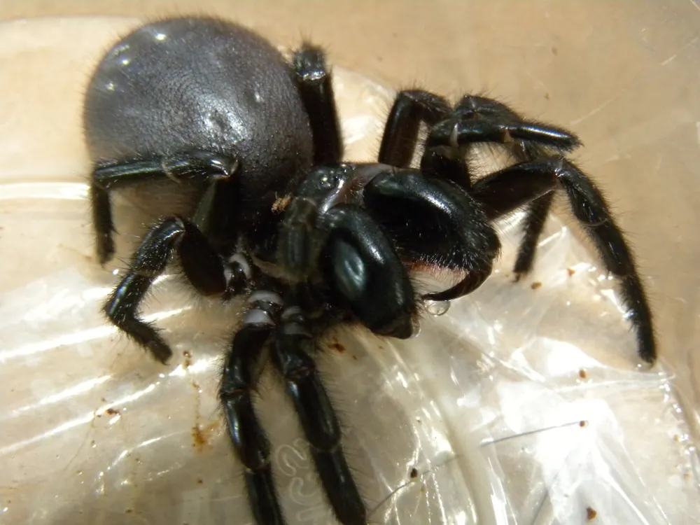 Foto de Southern tree-dwelling funnel-web spider