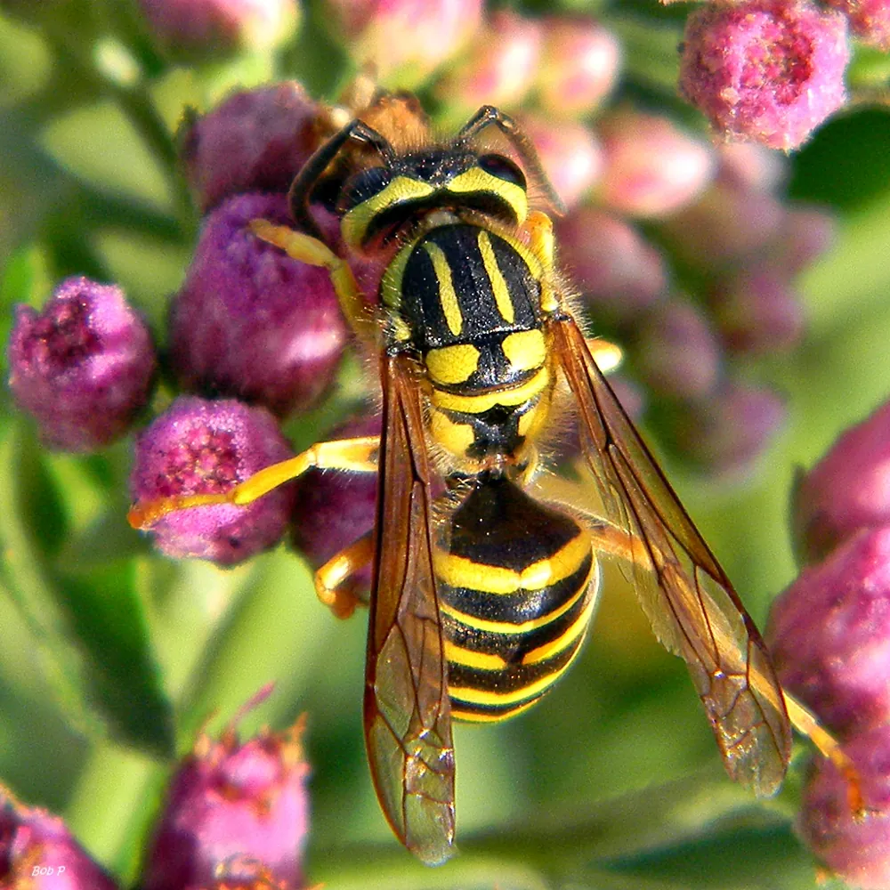 Southern yellowjacket ఫోటో