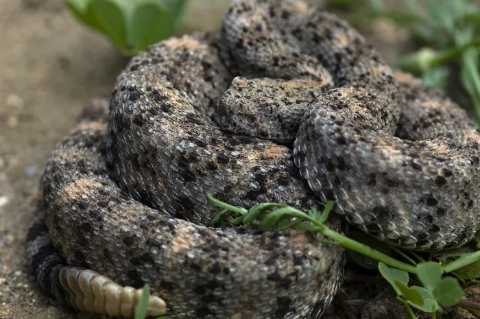 Foto van Southwestern speckled rattlesnake