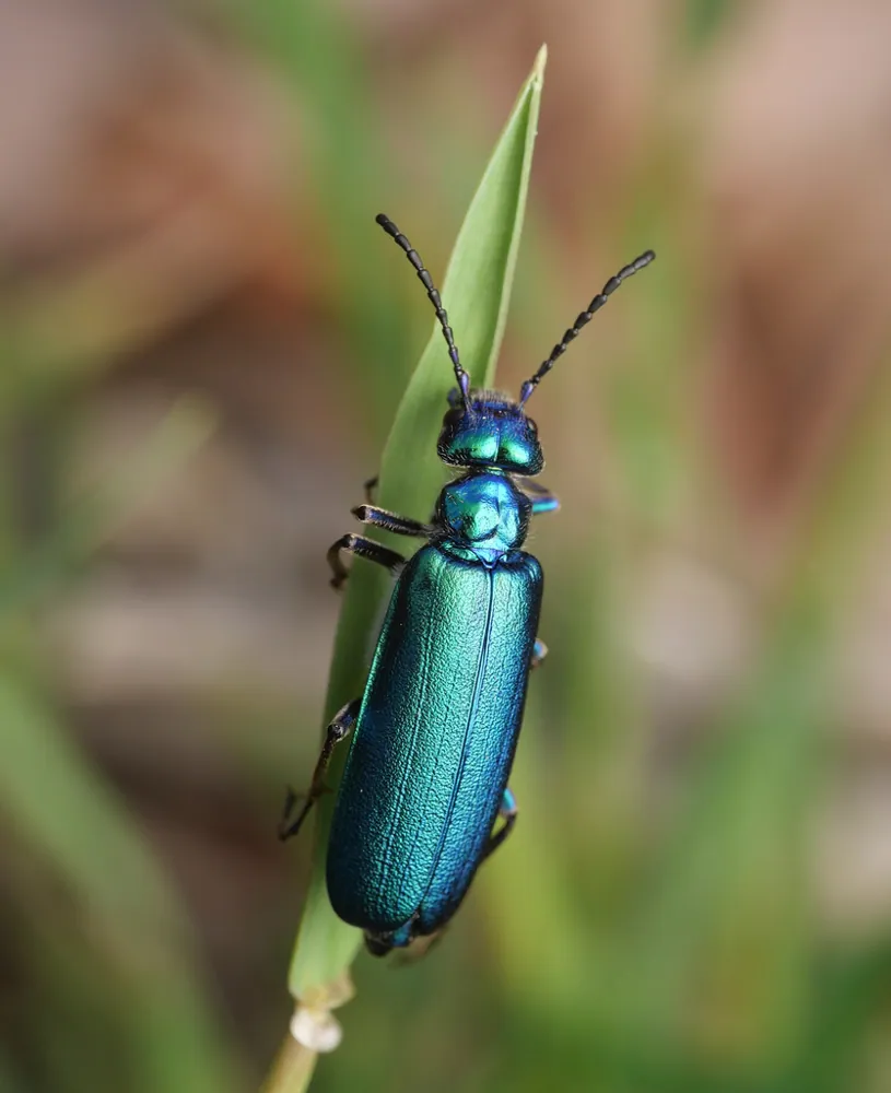 Spanish fly کی تصویر