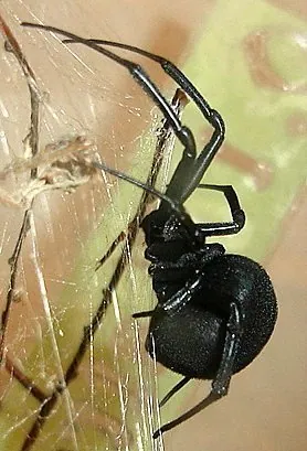 عکس Spanish widow