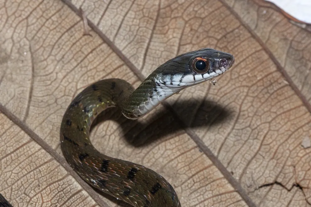 عکس Speckle-bellied keelback