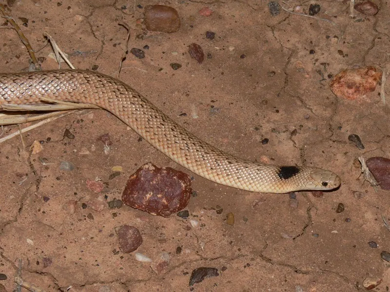 د Speckled brown snake عکس