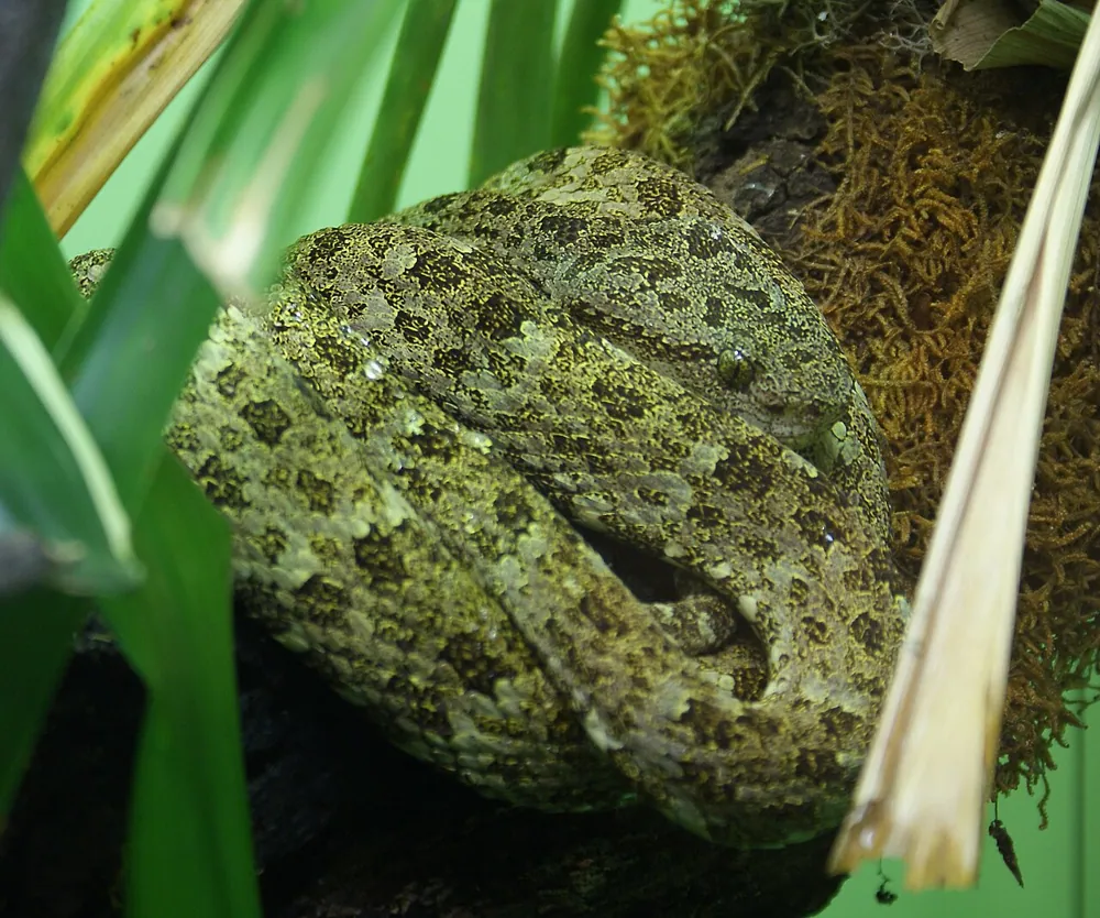 د Speckled forest pitviper عکس
