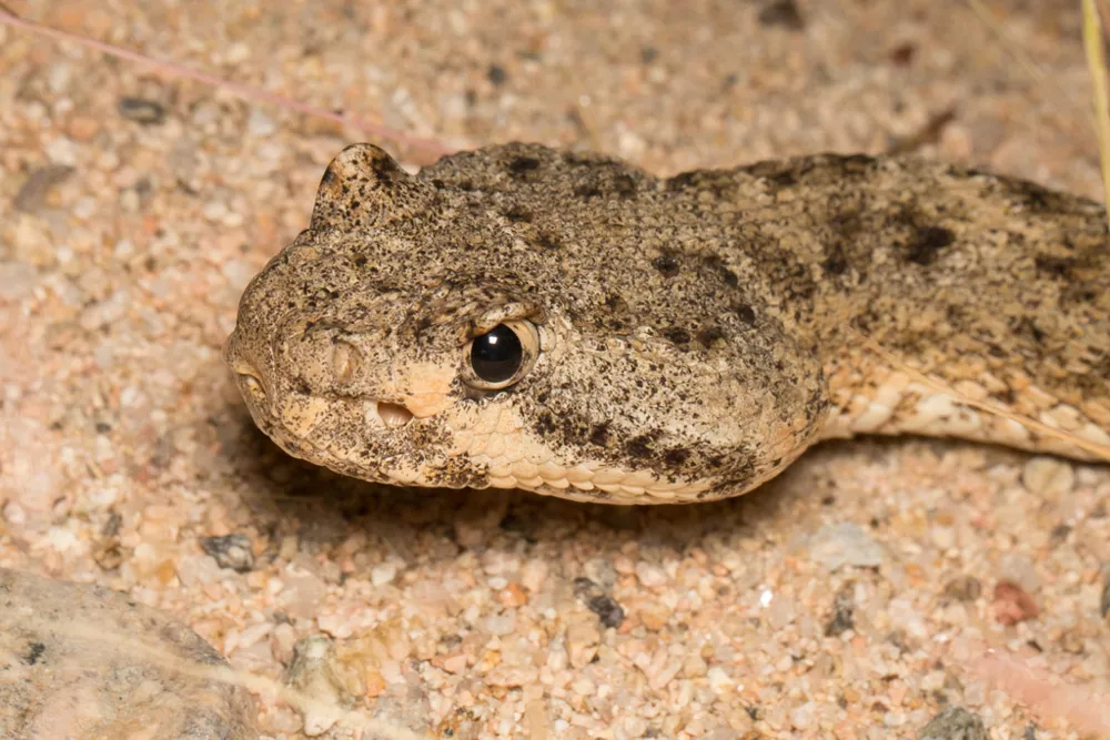 عکس Speckled rattlesnake