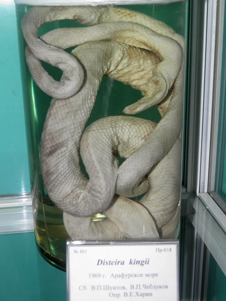 عکس Spectacled sea snake