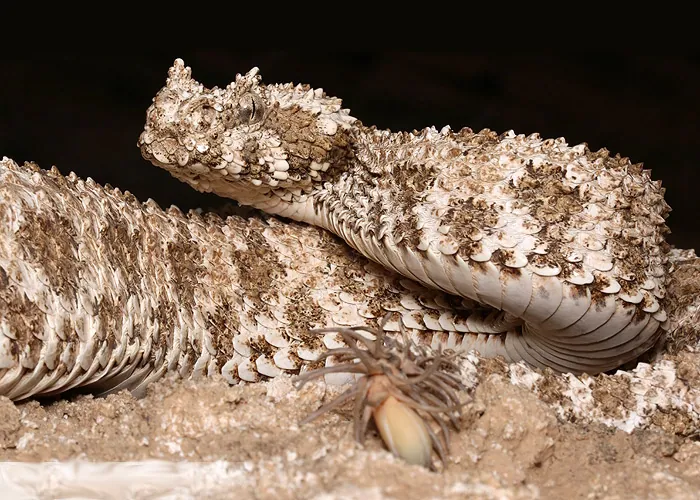 د Spider-tailed horned viper عکس