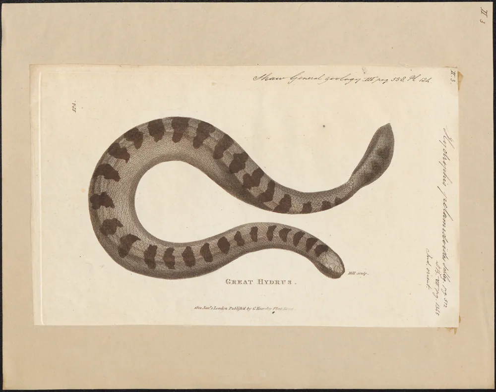 عکس Spine-bellied sea snake