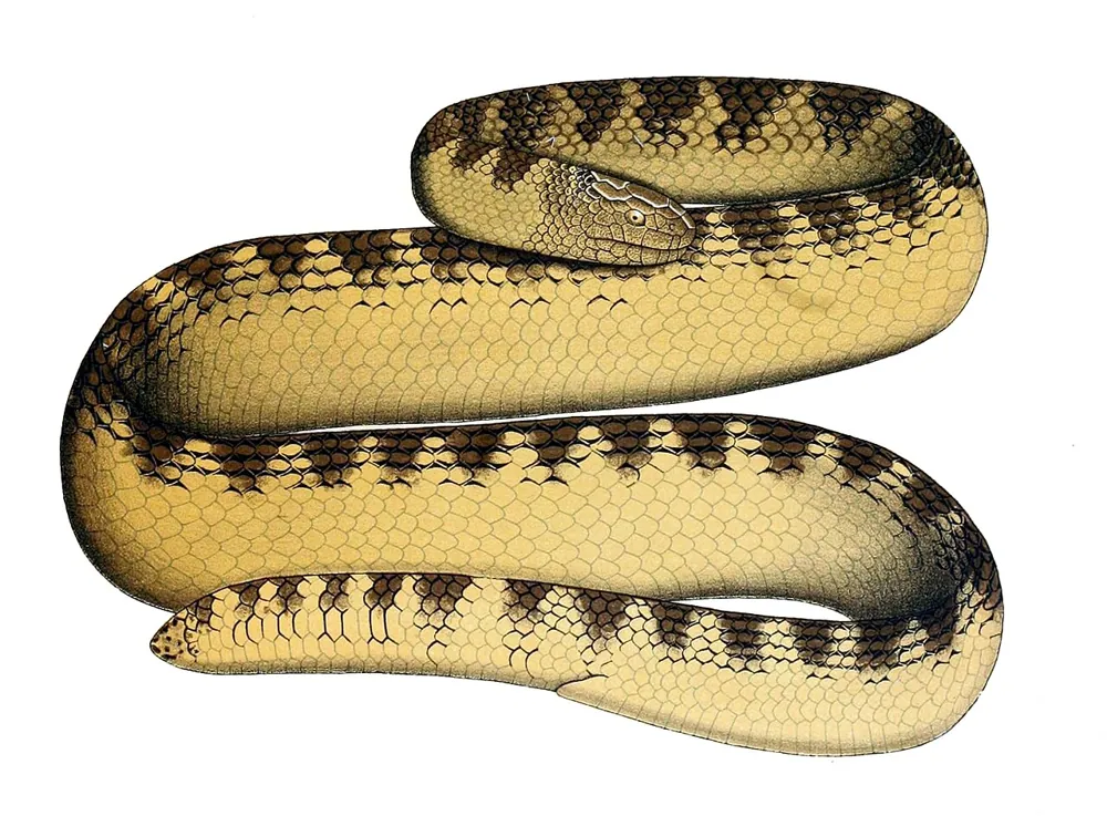 د Spine-tailed sea snake عکس