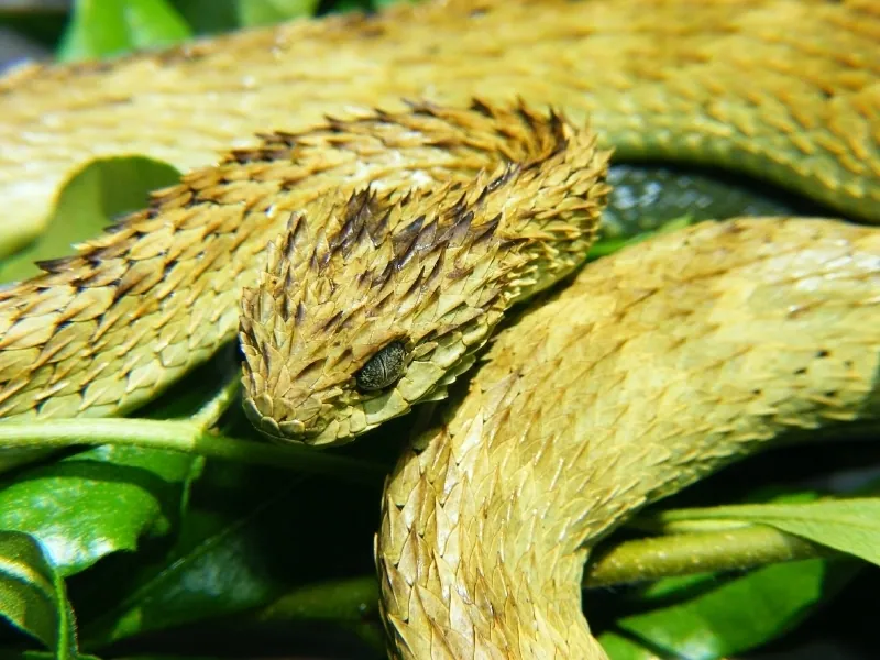 د Spiny bush viper عکس