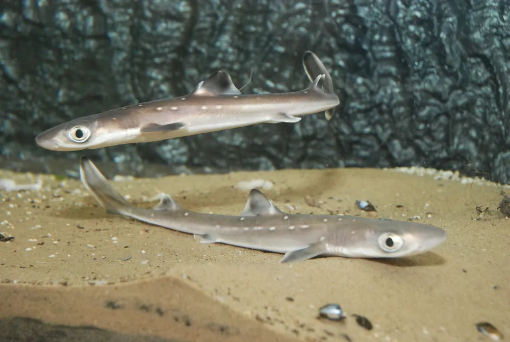 ภาพของSpiny dogfish