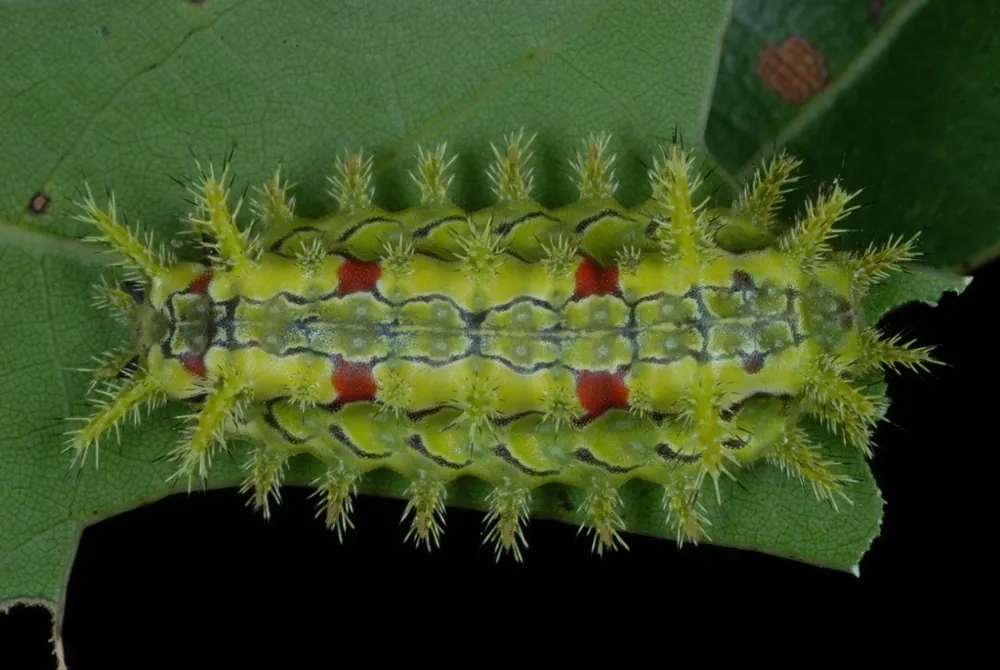 عکس Spiny oak slug