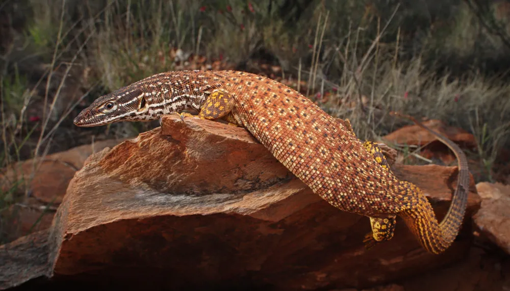 Foto de Spiny-tailed monitor