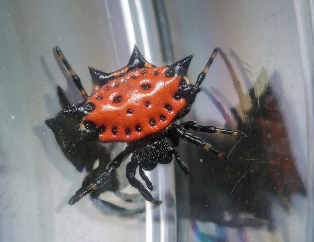 Spinybacked orbweaver ఫోటో