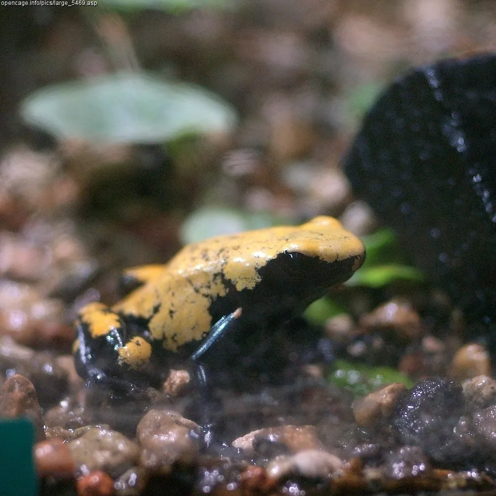 د Splash-backed poison frog عکس