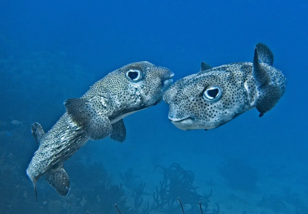 عکس Spot-fin porcupinefish