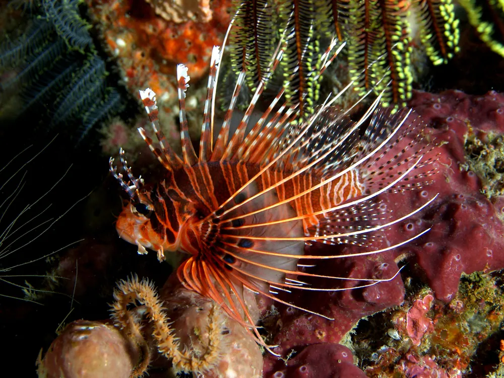 Fotka: Spotfin lionfish