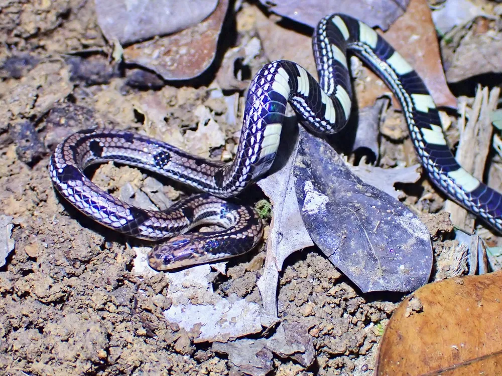 عکس Spotted coral snake