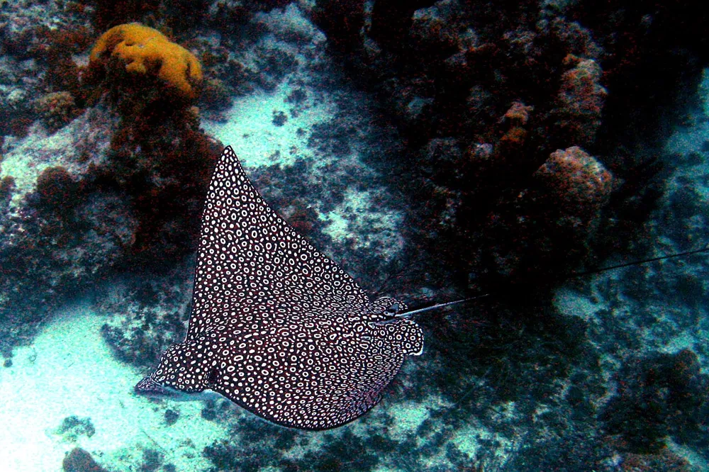 ภาพของSpotted eagle ray