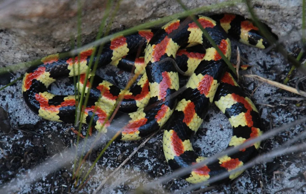 عکس Spotted harlequin snake