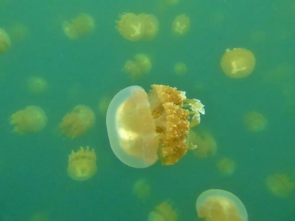 ภาพของSpotted jelly