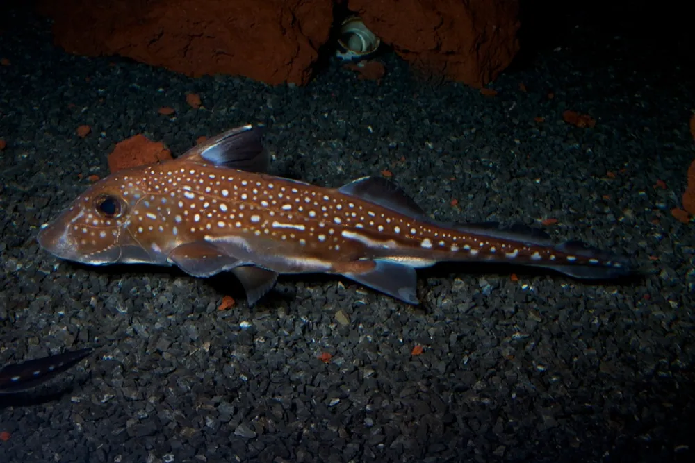 ภาพของSpotted ratfish