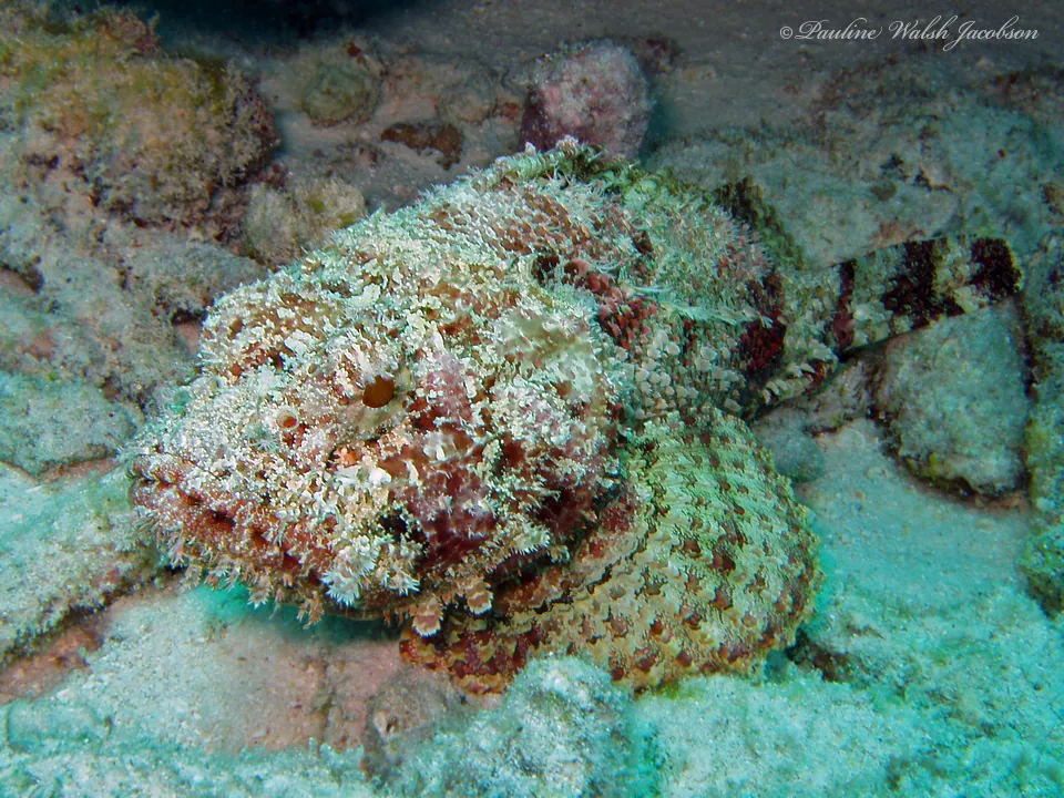 د Spotted scorpionfish عکس