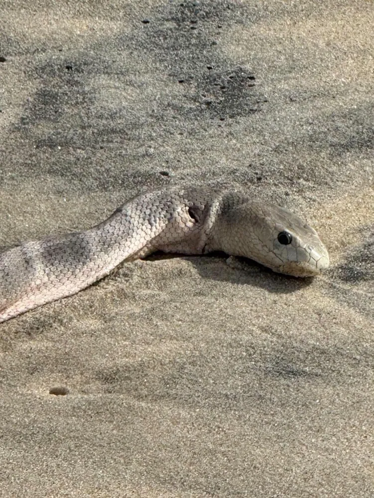 د Spotted sea snake عکس