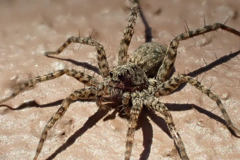 Foto de Spotted wolf spider