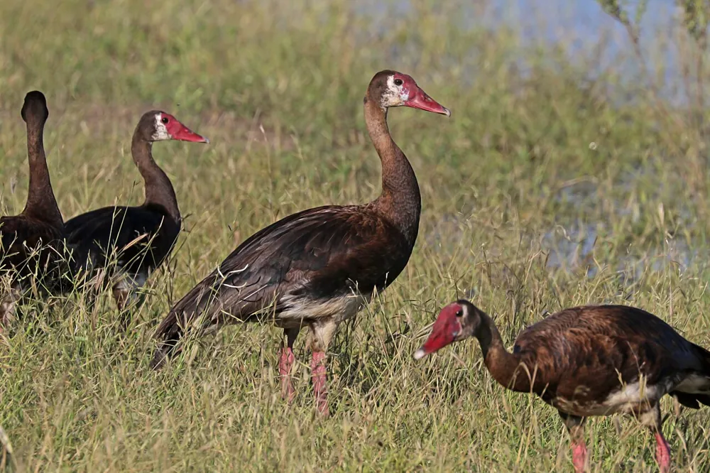 عکس Spur-winged goose