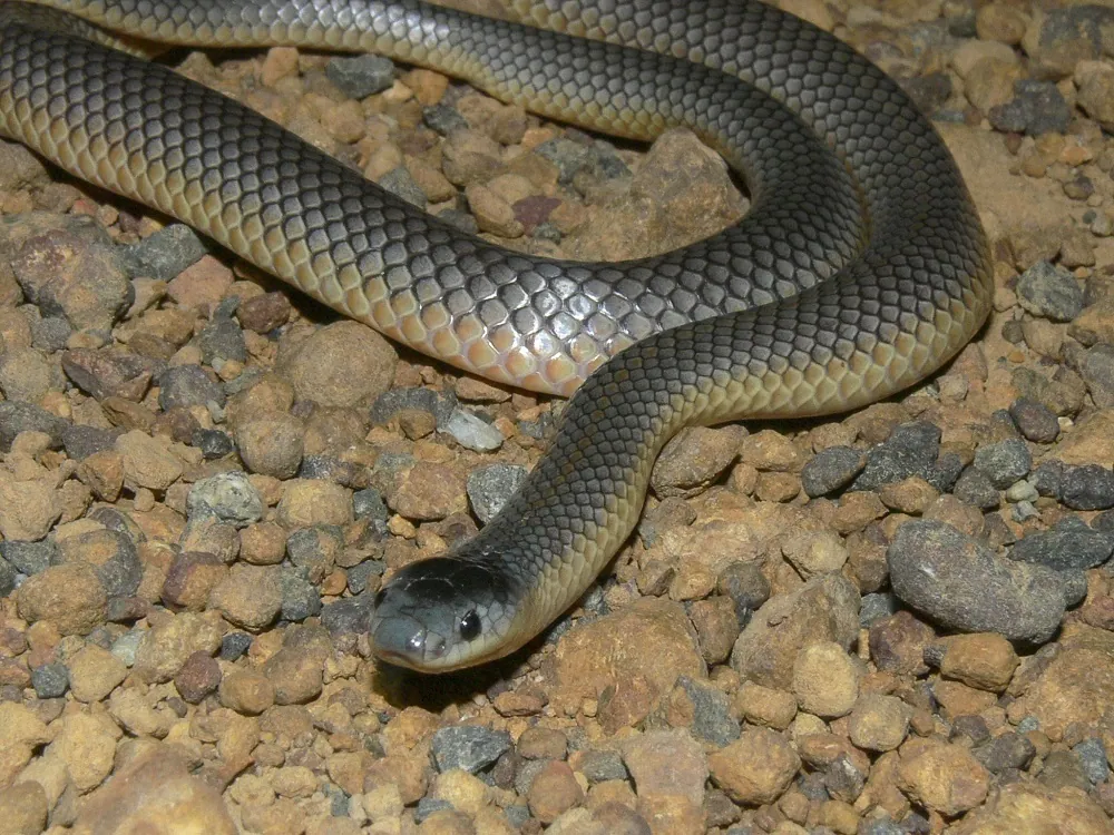 Square-nosed snake کی تصویر