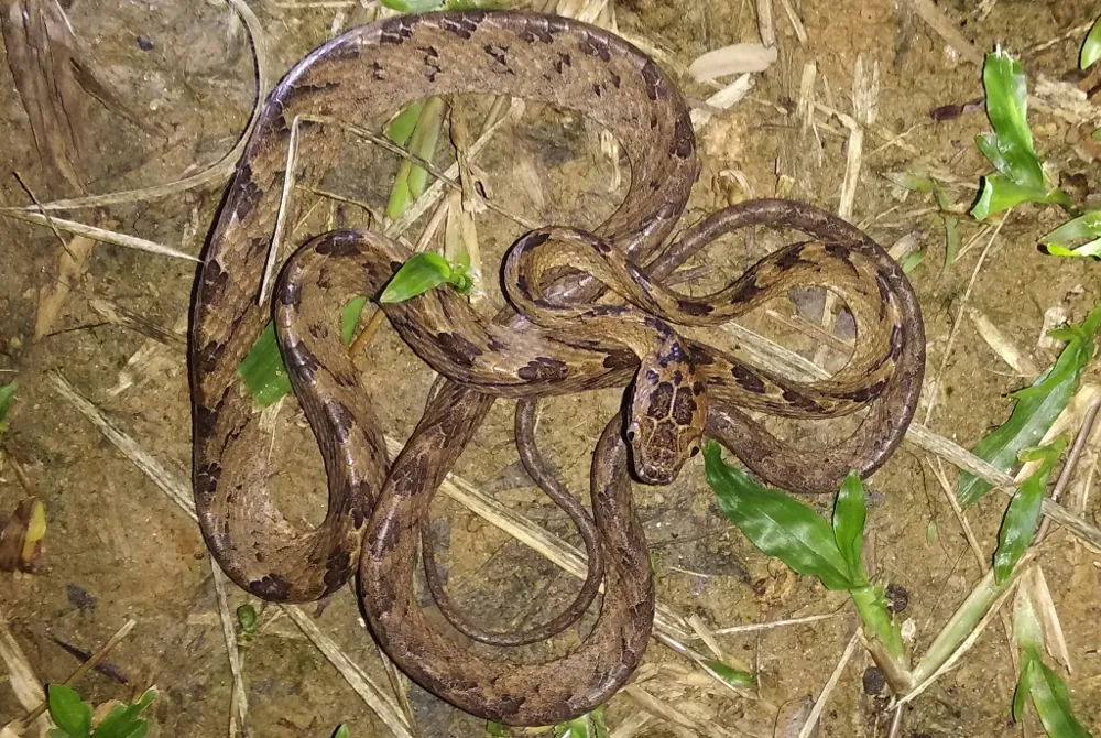 د Sri Lanka cat snake عکس