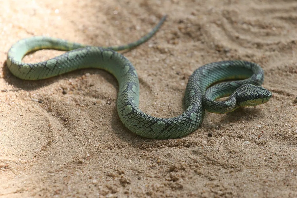 عکس Sri Lankan green pit viper