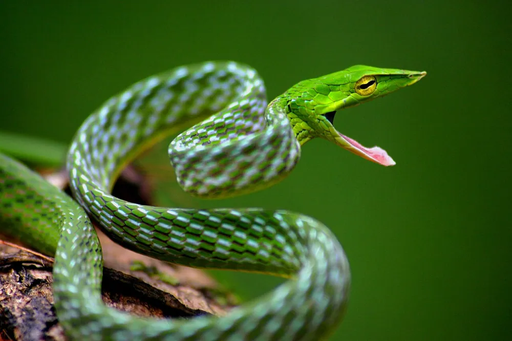 ภาพของSri Lankan green vine snake