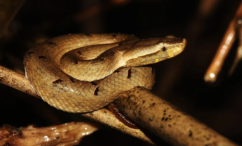 عکس Sri Lankan hump-nosed viper