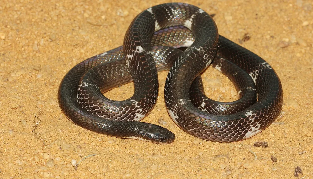 عکس Sri Lankan krait
