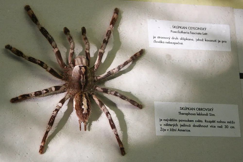 Foto de Sri Lankan ornamental tarantula
