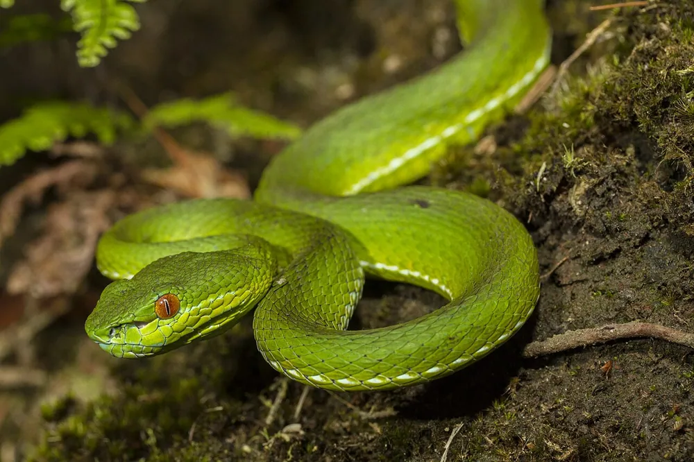 د Stejneger's pit viper عکس