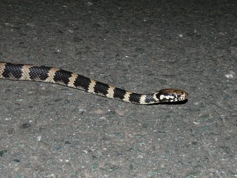د Stephens' banded snake عکس