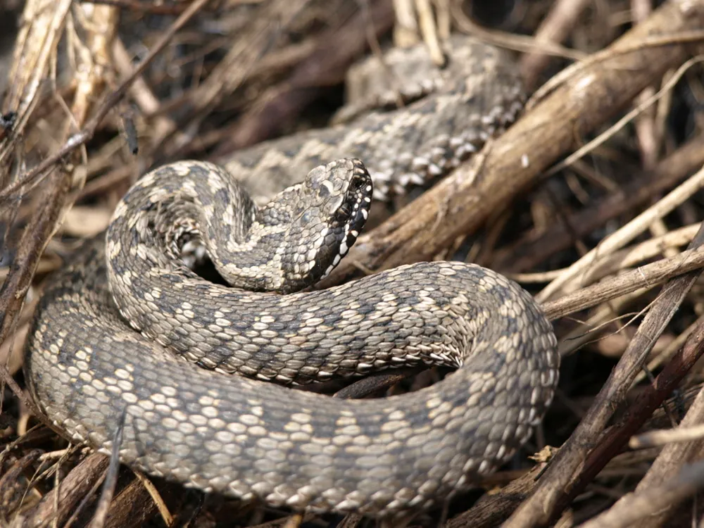 Foto de Steppe viper