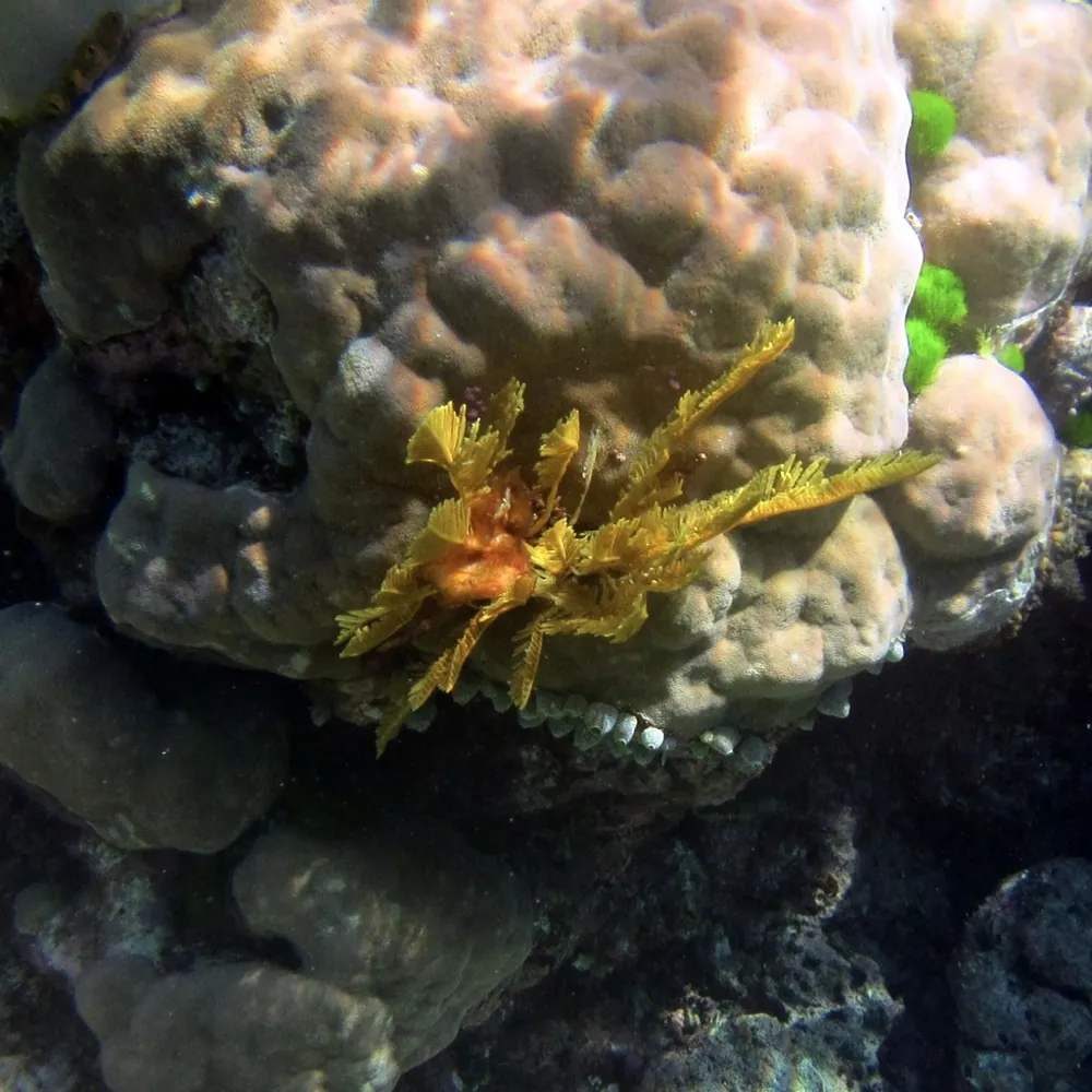 Foto de Stinging sea fern