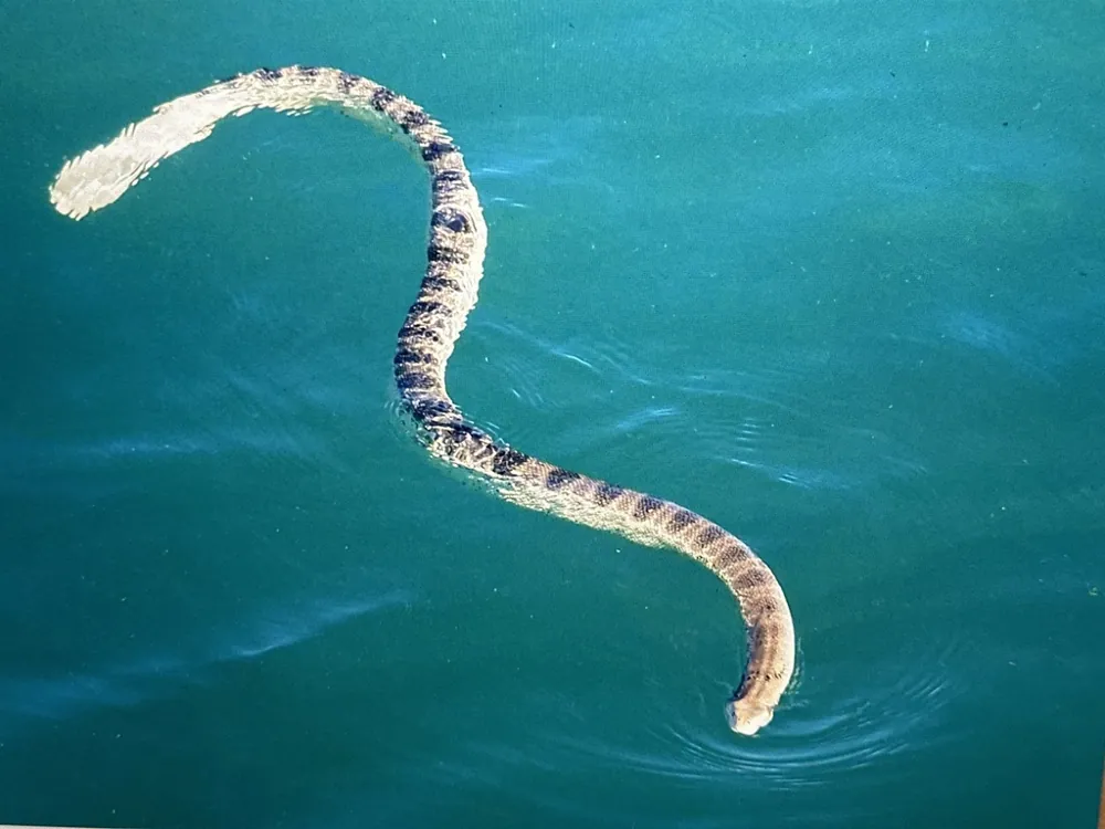 عکس Stokes' sea snake
