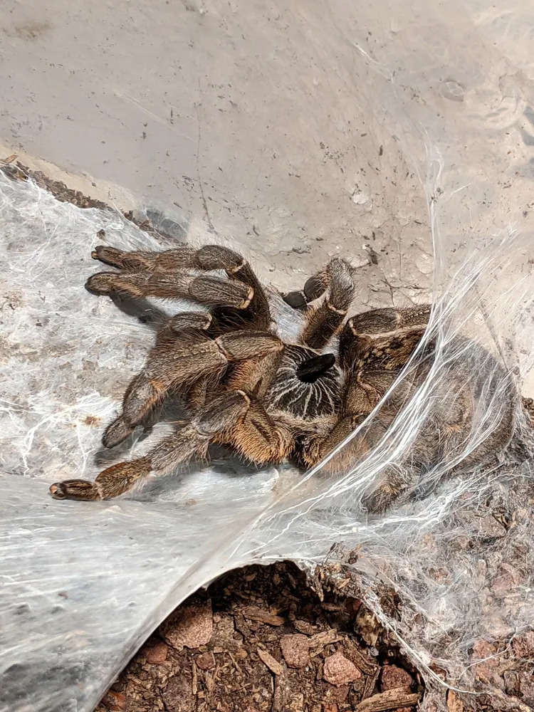 د Straight-horned baboon spider عکس