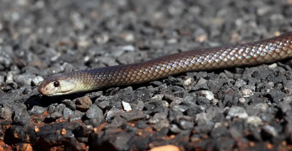 عکس Strap-snouted brown snake